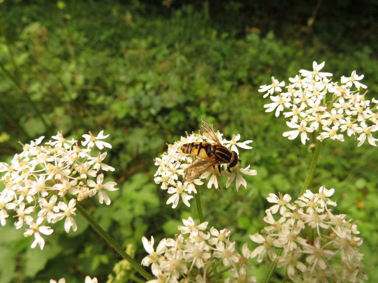 Helophilus pendulus 7280